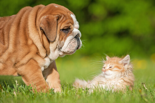 ¿Cómo forjar una amistad entre perros y gatos?