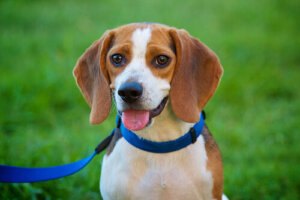 5 diferentes personalidades en perros