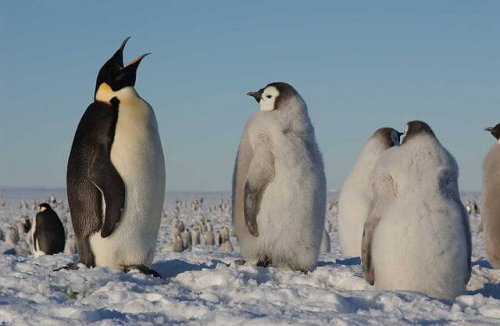 Pingüinos