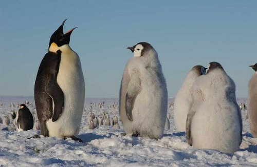 Pinguinos en la nieve