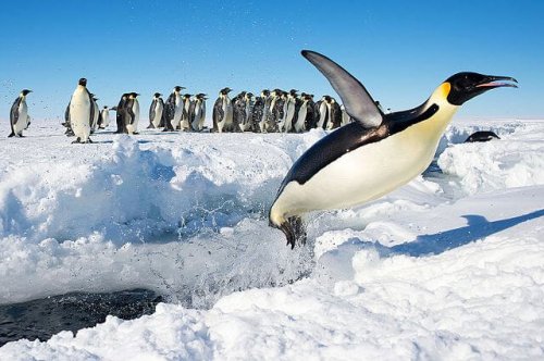 5 lugares para avistar pingüinos