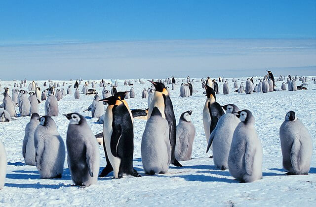 Pinguinos en la nieve