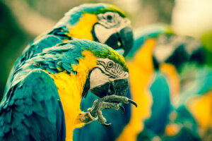 Piojos en pájaros domésticos