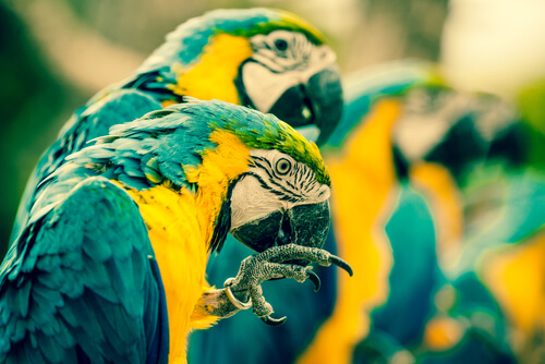 Loros rascandose parasitos