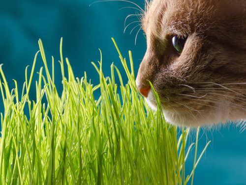 Gato oliendo una planta