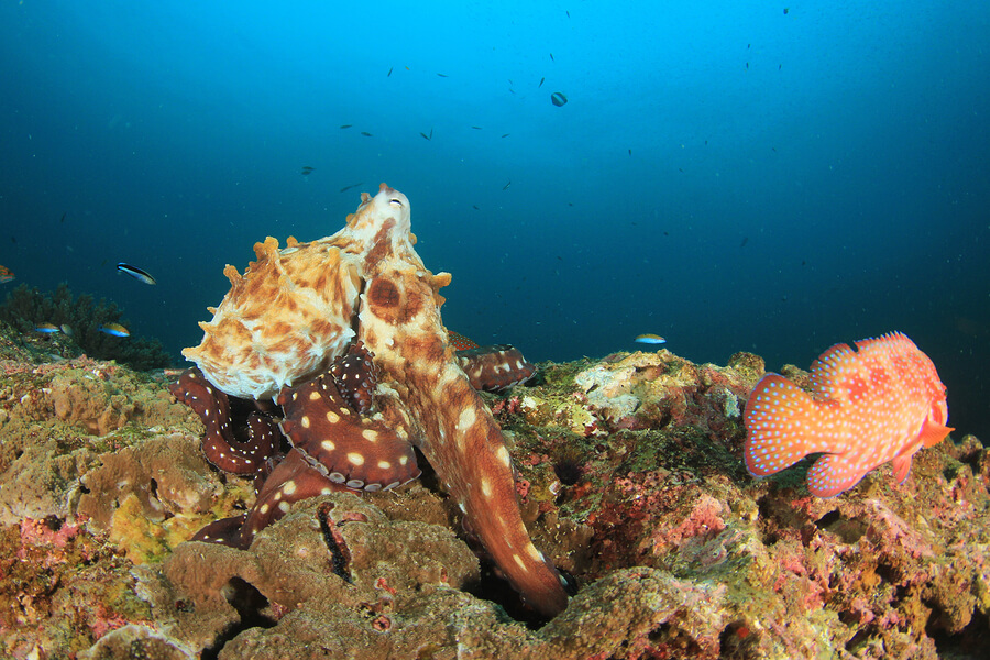 El pulpo gigante es uno de los moluscos más grandes del mundo.
