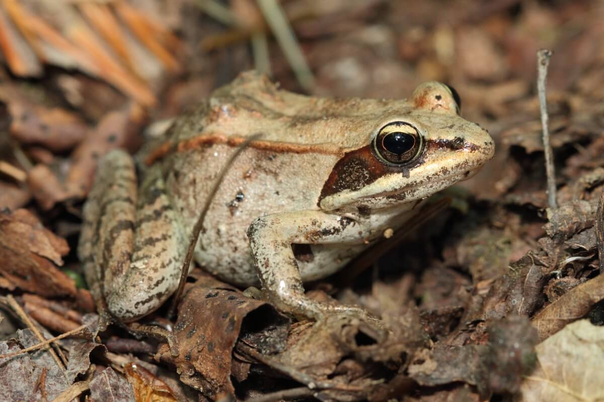 Cette grenouille fait partie des animaux adaptés au froid extrême.