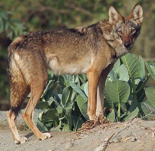 Lobo