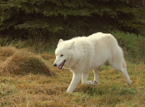 6 razas de lobos