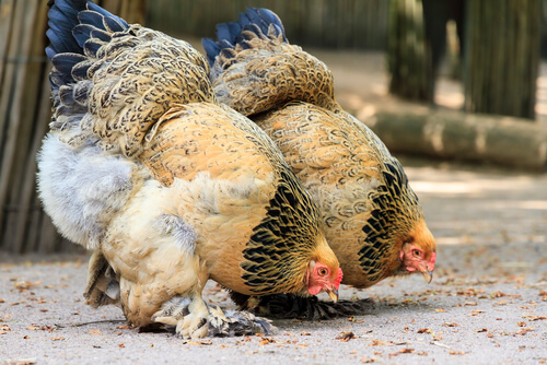 Razas de gallinas: brahma