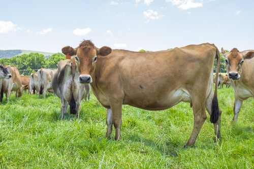Razas de vacas de leche: Jersey