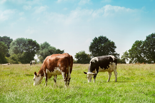 Razas de vacas de leche: Normando