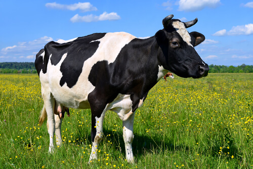 Razas de vacas de leche.