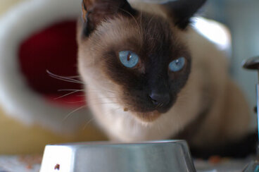 Recetas caseras para gatos