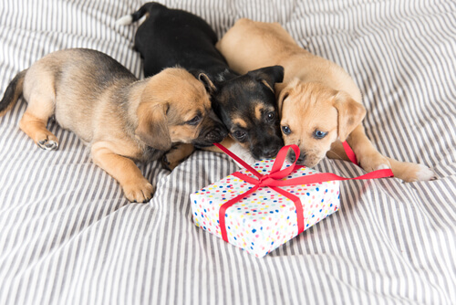 ¿Cómo elegir un regalo para mascotas?