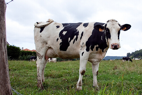 La reproducción de vacas lecheras