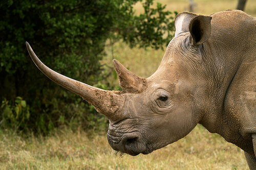 Rinoceronte: características comportamiento y hábitat