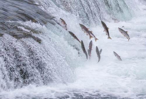 La carrera del salmón: un asombroso viaje