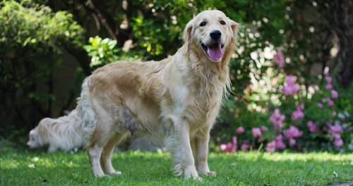 El soplo cardíaco en perros: prevención y primeros auxilios