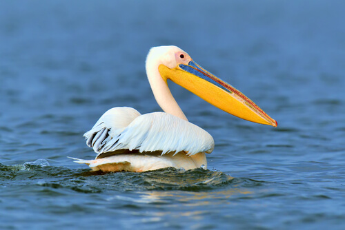 Técnicas de pesca de las aves marinas: pelícano