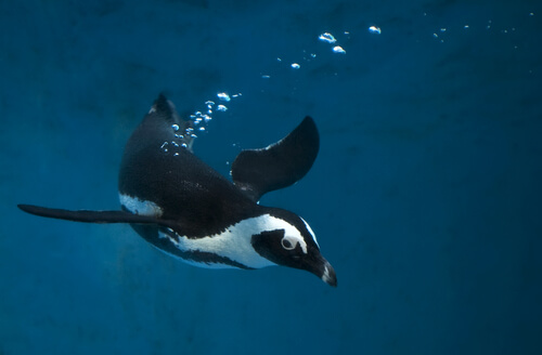 Técnicas de pesca de las aves marinas: pingüino