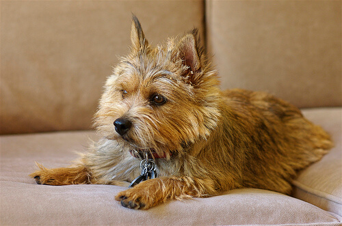 Perro terrier de norwich en el sofa