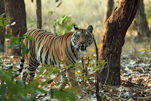 Tigre de bengala en la selva