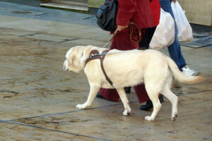 Tipos de arnés para perro