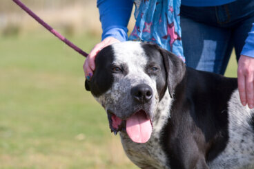 Tirar de la correa: consecuencias para la salud de tu perro