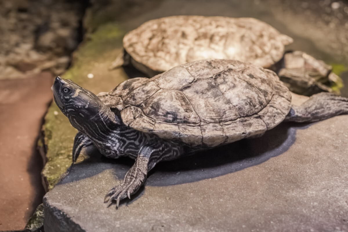 Una tortuga de cumberland toma el sol.