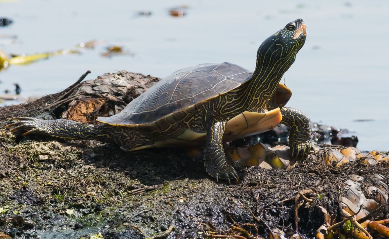 Una de las especies de tortuga.