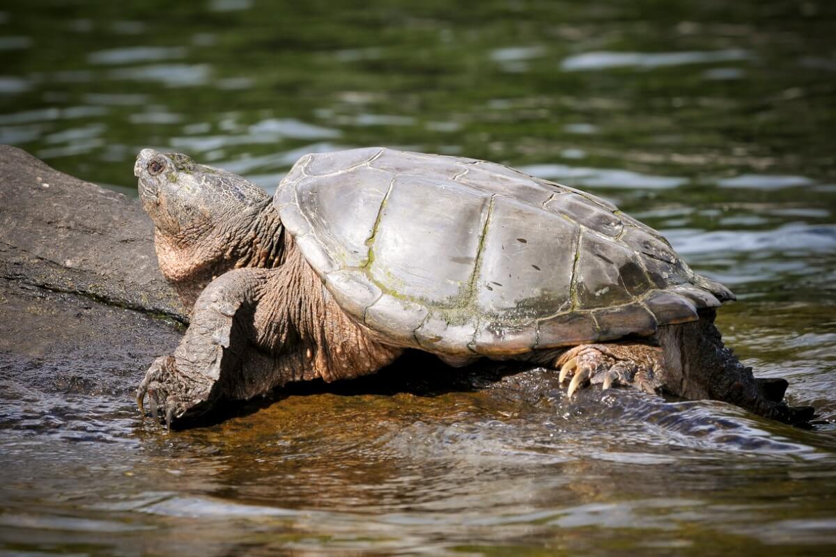 Una tortuga serpentina sobre una piedra. 
