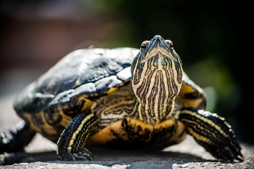 Tortuga con el cuello levantado