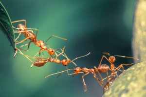 El trabajo en equipo de las hormigas
