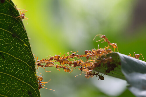 Trabajo en equipo de las hormigas: comunicación
