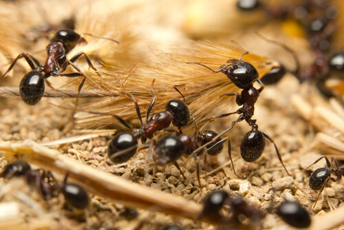 Trabajo en equipo de las hormigas: fabricar