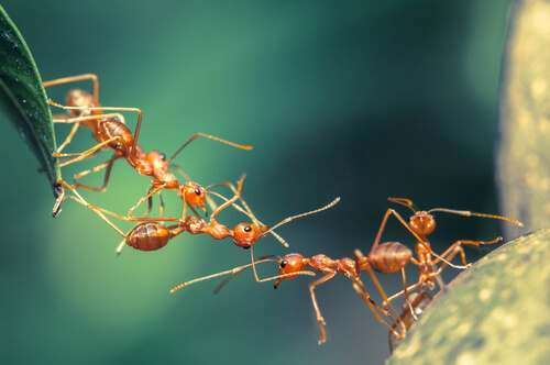 Trabajo en equipo de las hormigas