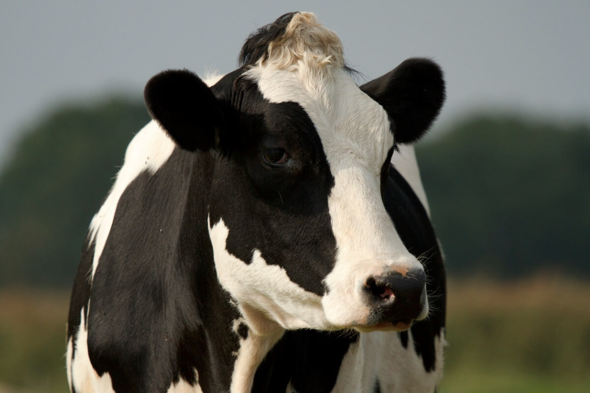 Una vaca holstein.