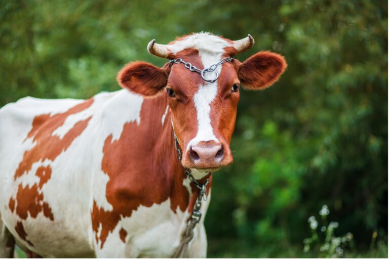 El bienestar animal en las vacas lecheras