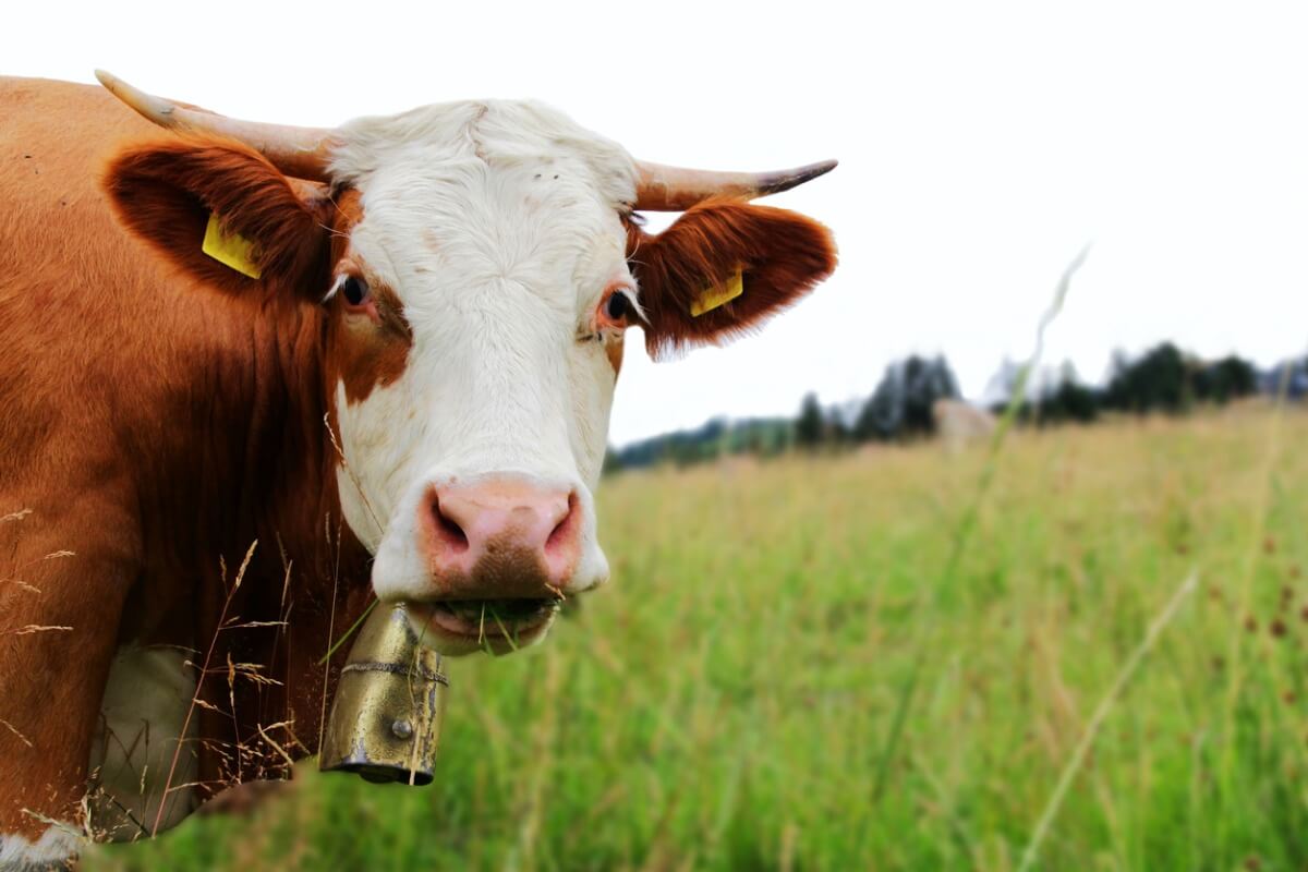 Una vaca simmental.