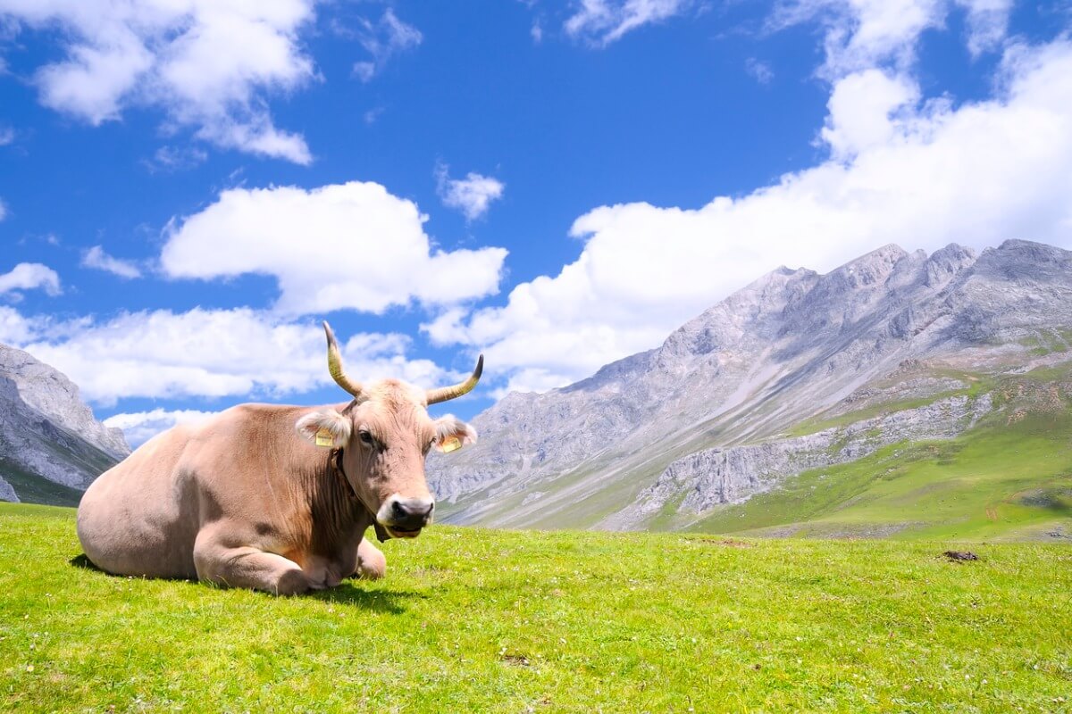 Una vaca tudanca en el campo.