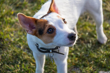 El acné en las mascotas