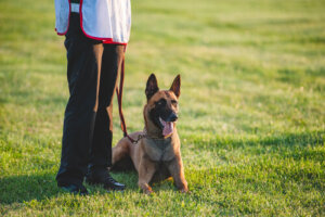 Consejos para interactuar con tu perro sordo