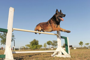 Adiestramiento profesional del pastor belga malinois