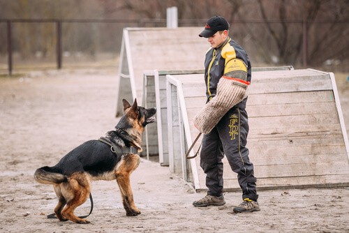 Professional trainer teaching a German Shepherd