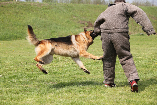 Adiestrar en defensa y ataque a perros: pastor