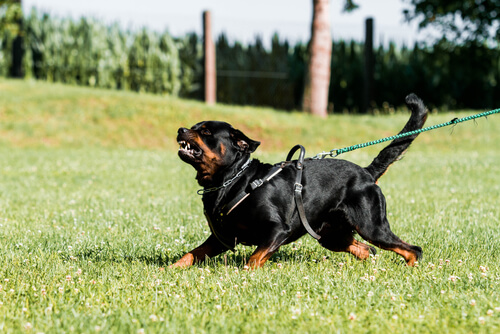 Adiestrar en defensa y ataque a perros: rottweiler