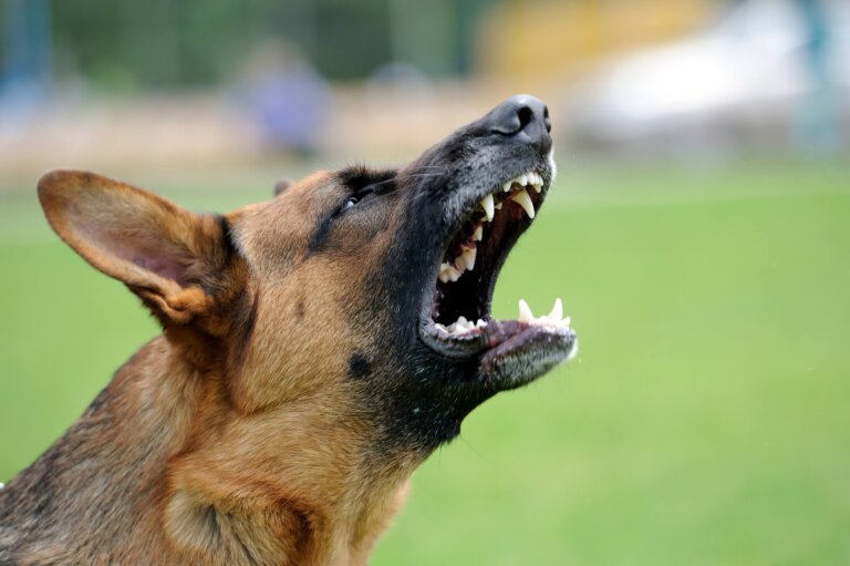 ¿Qué hacer si tu perro se está volviendo agresivo?