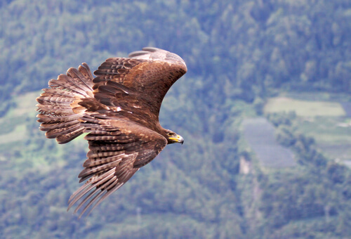 Águila real: características, comportamiento y hábitat