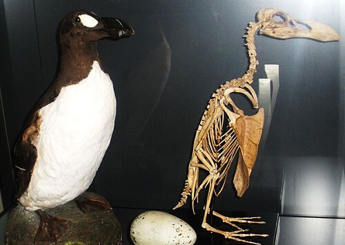 Great auk.